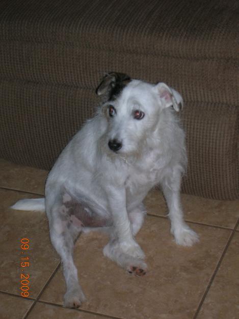 Lost Jack Russell named Rex around 91st and Beardsley in Peoria